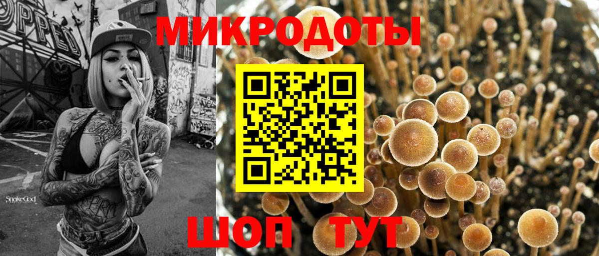 Псилоцибиновые грибы Psilocybe Елабуга